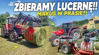 ZBIÓR Lucerny☘️Makuś w Prasie🚜Susza zbieramy co jest 🔥 NIEMENÓWKA38 [upl. by Aneg]