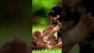 Friends puppies puppy youtube youtubeshorts [upl. by Bautista]