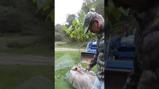 How to transplant pawpaw trees [upl. by Lytsyrk]