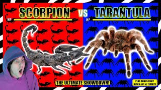 SCORPION VS TARANTULA WHO WOULD WIN nature insects react [upl. by Azerila108]