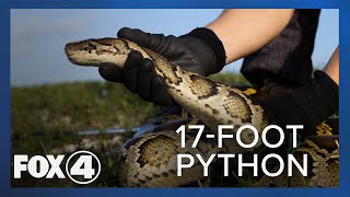 Necropsy on 17foot python caught in the Everglades reveals 95 eggs inside [upl. by Penny]