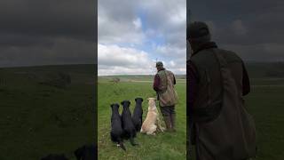 Steadiness and Marking training with the tennis ball launcher gundogtraining dogtraining [upl. by Ruhl744]