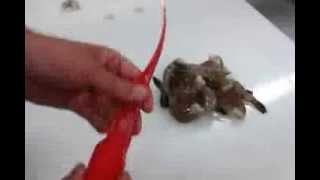 How to Peel and Devein Shrimp  Giovannis Fish Market [upl. by Sidwel702]