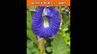 अपराजिता के पौधे की A To Z जानकारी  Aprajita plants care tips shorts aprajita youtubeshorts [upl. by Kaitlyn451]