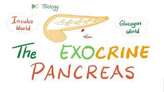 The Exocrine Pancreas Enzymes [upl. by Niobe851]