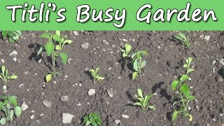 Planting Annuals  Titlis Busy Garden 2015 Episode 10 [upl. by Ronalda]