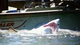 BIG 9 Foot Sand Tiger Shark Caught in the Delaware Bay  Shark Fishing 2011 [upl. by Stanleigh59]