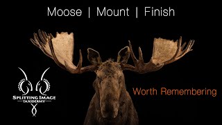 Moose  Mounting amp Finishing  Splitting Image Taxidermy [upl. by Narag]