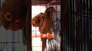 White👁️Eyed🦜Conure sale in Chennaiconureconurebird whiteeyesconures birdloversgreeneyesuconure [upl. by Wanids]