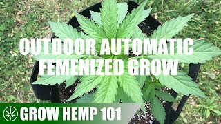 Timelapse Outdoor Automatic Grow From Seed To Harvest [upl. by Yffub]