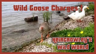 Wild Goose Charges [upl. by Crandale]