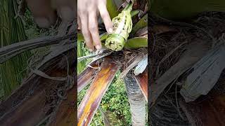 Good Ideas for Making Natural Juice from Coconut flower Making Highlights 2 coconuttoddy [upl. by Nelyaw]