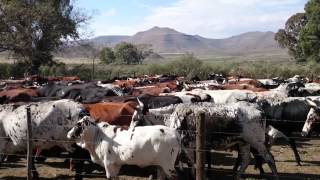 Moving Nguni herd out from kraal at Zuurplaats [upl. by Heimer]