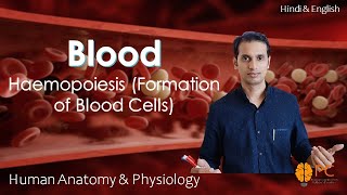 Haemopoiesis Formation of Blood Cells RBCs WBCs and Platelets [upl. by Soni44]