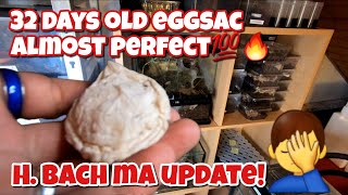 Chromatopelma cyaneopubescens Breeding update and eggsac pulling JDs Tarantulas Merch 🔥👕🔥👕🔥 [upl. by Eelessej570]