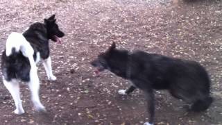 Akita and wolf hybrid playing [upl. by Nisse]