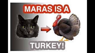 Maras is actually a turkey [upl. by Aliac]