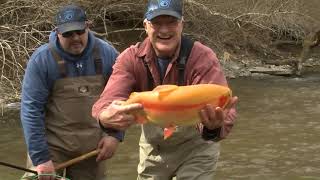 Pennsylvania Trout Stocking BRoll [upl. by Lipp13]