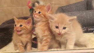 Foster 3 Super Cute Kittens Lost Her Cat Mom Find Them Forever Family [upl. by Lowell]