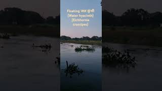 जल कुंभी Water hyacinth Eichhornia crassipes river water nature photography [upl. by Aiuqes157]