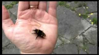 European BumbleBee Drinks Honey From Hand  CLOSE UP [upl. by Rehpotsirhk]