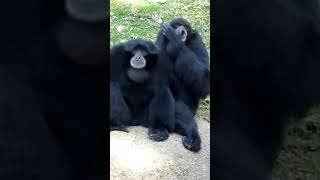 Siamang Gibbon Howling Sounds And Habitat shorts [upl. by Noslrac]