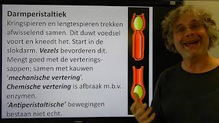 Biologie HV BB Het verteringsstelsel van de mens [upl. by Gonroff]