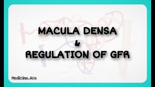 Macula Densa amp Regulation of GFR [upl. by Ynehpets]