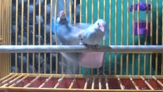 Java Sparrows mating behaviour [upl. by Kifar]