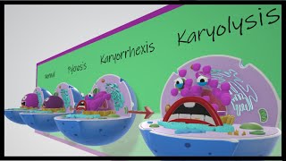 Pyknosis vs Karyorrhexis vs Karyolysis [upl. by Worsham]