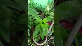 The Lucky Basket Plant in 2025 shorts plants luckyplants 2025 all everyone plant lucky gold [upl. by Nnayr]