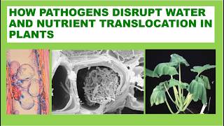 How Pathogens Disrupt Water and Nutrient Translocation in Plants [upl. by Elleirb]