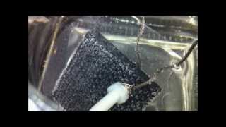 Experiment 4  Carbon Fiber HHO Electrodes Rectifying Current In Water [upl. by Bobette846]