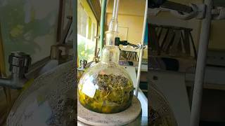 STUDY ON EXTRACTION OF MINT OIL FROM MINT LEAVESWhat is the Clevenger apparatusscienceshorts [upl. by Icram446]