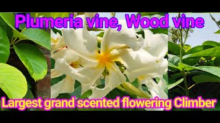 Moorva र्मूवा Plumeria or Wood vine frangipani vine Ghoryu Chonemorpha fragrans Apocynaceae [upl. by Haneekas]