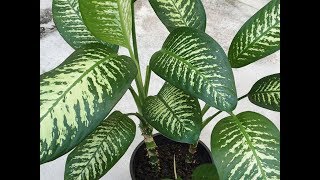 Reproduction Dieffenbachia [upl. by Rhiamon]