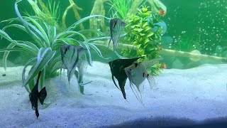 My 4 feet Angel Fish tank setup  Hindi  एंजल मछली के लिये नये ४ फीट का एक्वेरियम [upl. by Ardeen]