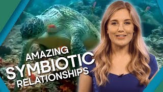 Extreme Animal Relationships  Earth Unplugged [upl. by Nemaj310]