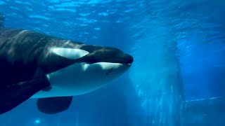 シャチ リンちゃんとアースくん のびのびと泳いでいます 【名古屋港水族館】Killer whale Port of Nagoya Public Aquarium [upl. by Jolee586]