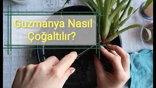 Guzmanya Çiçeği Nasıl Çoğaltılır  Guzmanya Yavrusu Nasıl Alınır [upl. by Nudd]