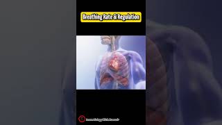 Breathing Rate And Regulation  Short overview  respiration [upl. by Map964]