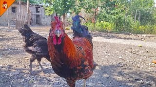 Roosters Crowing Non Stop in the Backyard  Rooster Video  Long Crower [upl. by Jaffe]