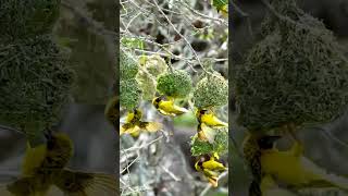 Weaver Bird Community Group  Fantastic Animals ❤️❤️ [upl. by Leanna]