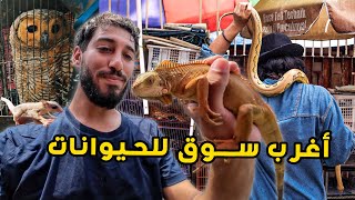 ذهبت متخفيا الى أغرب سوق للحيوانات في اندونيسيا 🐍🐒 وجدت شخصا يتبعني في الأخير [upl. by Photima]