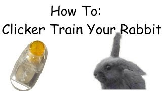 How to clicker train your rabbit [upl. by Matazzoni]