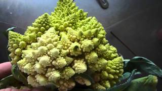 Romanescu  Romanesco broccoli  kinda Cauliflower [upl. by Edijabab422]