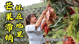 云南芒果大丰收！果农怎么也高兴不起来，整片山的芒果烂在树上！ [upl. by Inez695]