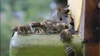 Vom Leben in der Wabe Bienenhaltung in Südtirol [upl. by Pall]