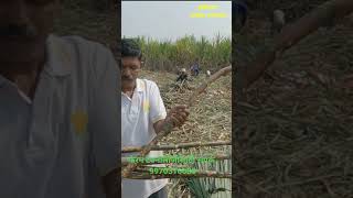 CO 86032 वरायटी 47 पेरे ऊस is Revolutionizing Farming [upl. by Tymes]