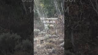 65 creedmoor vs mule deer [upl. by Carmelina]